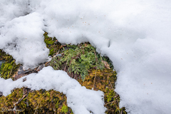 Cryptogramma sitchensis