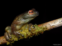 Palmer's Treefrog photo 2