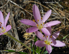 Colchicum cupanii