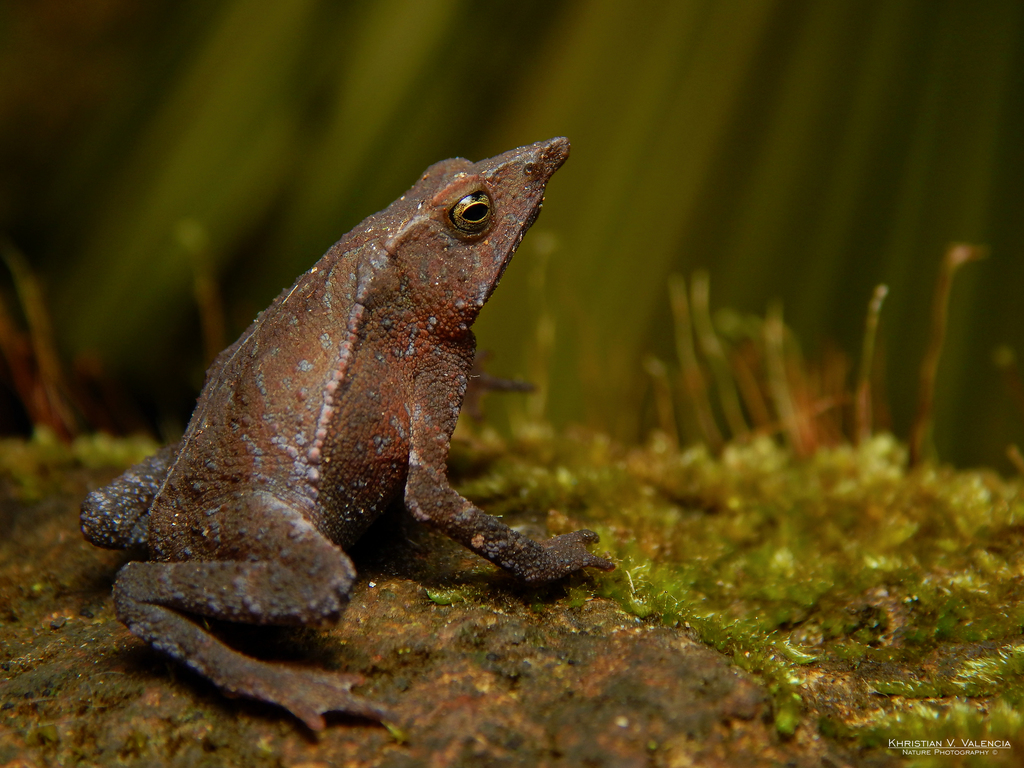 Antioquia Beaked Toad