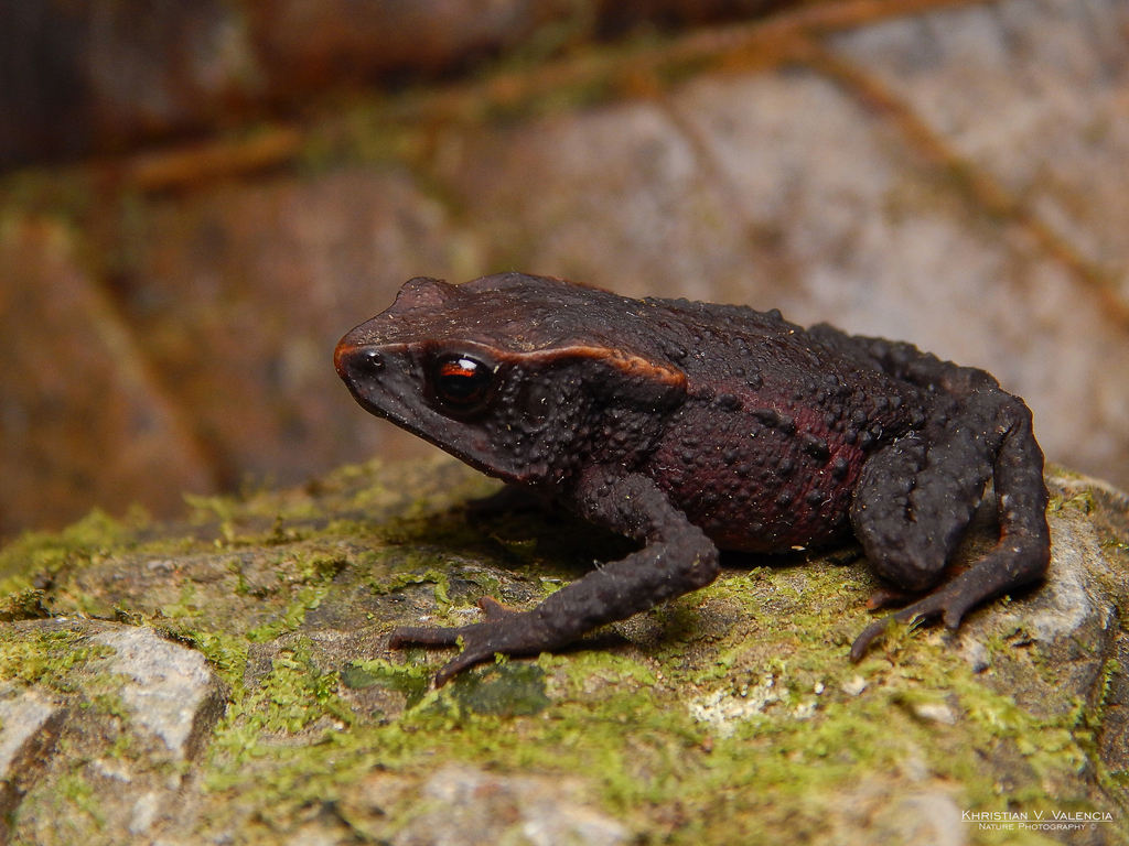 Lynch's Toad