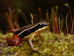 Silverstoneia erasmios