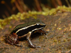 Silverstoneia erasmios