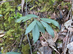 Chrysolepis chrysophylla