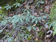 Chrysolepis chrysophylla