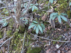 Chrysolepis chrysophylla