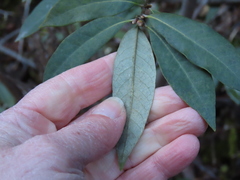 Chrysolepis chrysophylla