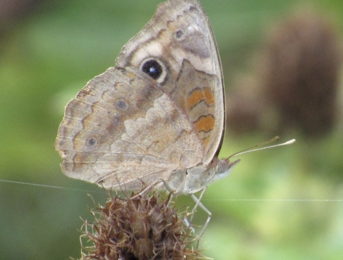 Dark Buckeye