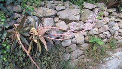 Echeveria dactylifera