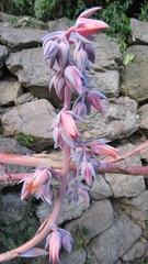 Echeveria dactylifera