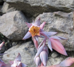 Echeveria dactylifera
