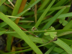 Draeculacephala balli image