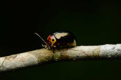 Morphosphaera bimaculata