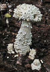 Amanita pyramidifera