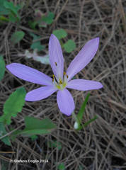 Colchicum cupanii