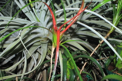 Neoregelia pendula