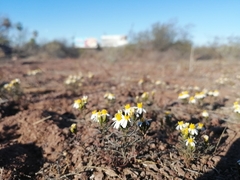 Thymophylla concinna