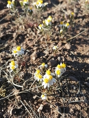 Thymophylla concinna