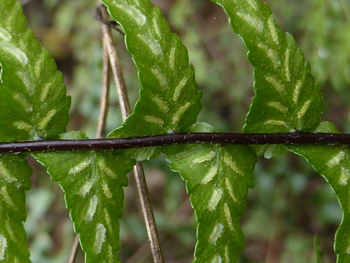 Asplenium image