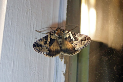 Syngrapha rectangula