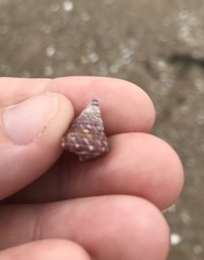 Micrelenchus purpureus