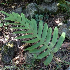 Phlebodium araneosum