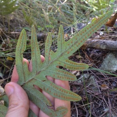 Phlebodium araneosum