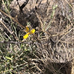 Psilostrophe cooperi