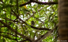 Glaucidium palmarum