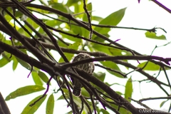 Glaucidium palmarum