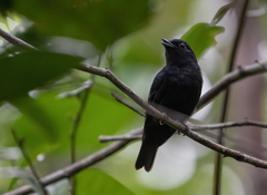Black Manakin photo 3