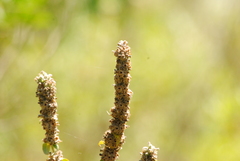 Buddleja stachyoides