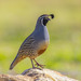 California Quail - Photo (c) uzun, some rights reserved (CC BY-NC), uploaded by uzun