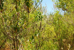 Buddleja stachyoides