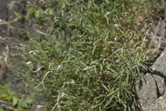 Silene brahuica