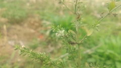 Scoparia dulcis