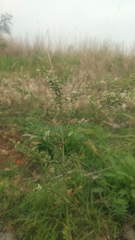 Scoparia dulcis