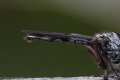 Nicocles