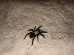 Brachypelma albiceps