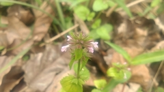 Clinopodium megalanthum