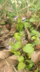 Clinopodium megalanthum