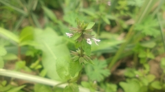 Clinopodium megalanthum