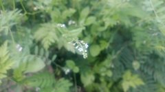 Trigonotis peduncularis