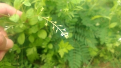 Trigonotis peduncularis