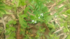 Trigonotis peduncularis