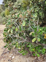 Brachyglottis rotundifolia
