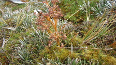 Aciphylla cartilaginea