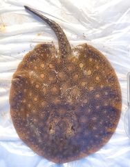 Potamotrygon orbignyi