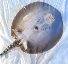 Potamotrygon orbignyi