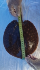 Potamotrygon orbignyi